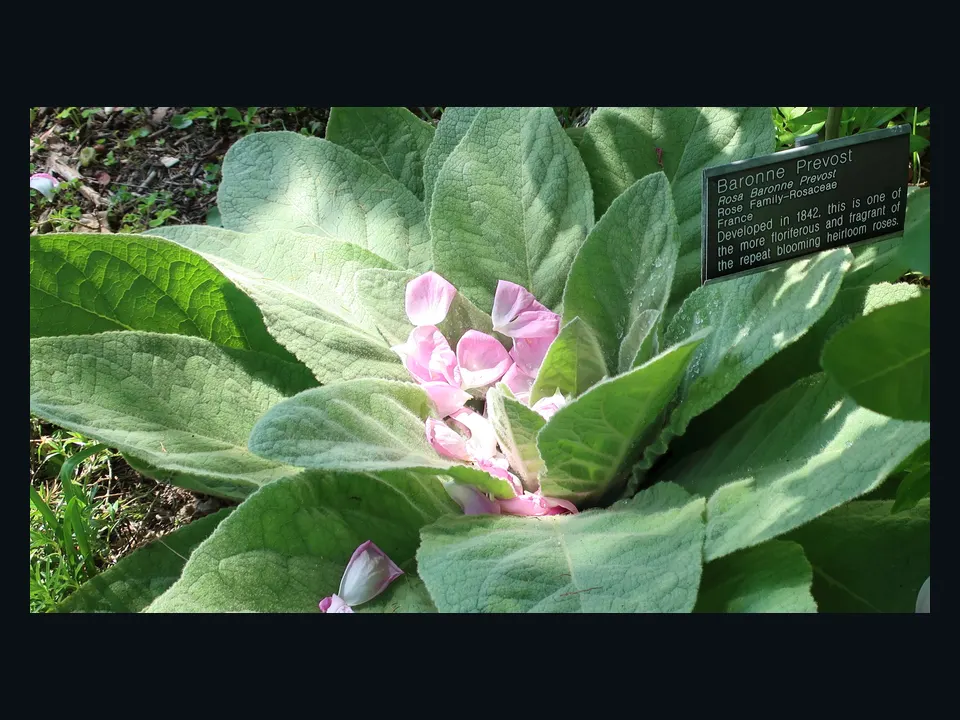 Referência visual de etiquetas identificando plantas em uma horta